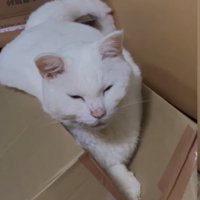 壊した箱でくつろぐ猫