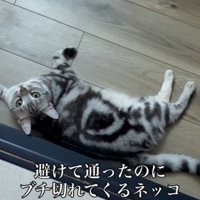 床に寝そべる猫