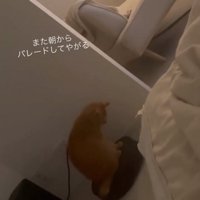掃除機ロボットの電源をつける猫