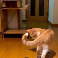 しっぽを見る猫