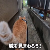 歩く猫の後ろ姿