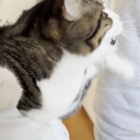 ママに抱っこされるキジ白猫