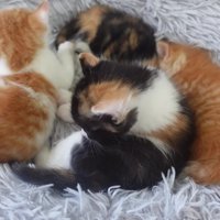 横並びで寝ていた4匹の子猫の内1匹が起き上がる様子