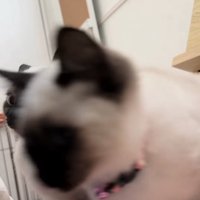 カメラの前で歩いているブレた子猫