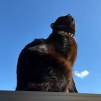 青空と猫