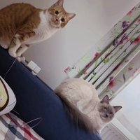 ベッドの背に座るマンチカンとラグドール