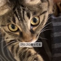 近距離で見つめる猫