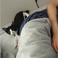 女性と子猫