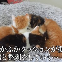 4匹の子猫が並んで寝るところを上から見た様子
