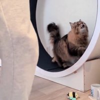 キャットホイールを使う猫