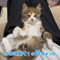 テロップ「うちに来て～」