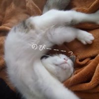 伸びをしている子猫