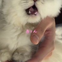 飼い主に抱っこされて鳴き声を上げる子猫