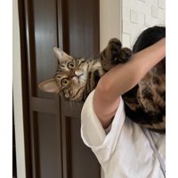 抱っこされている猫