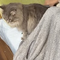 下向きで座る猫