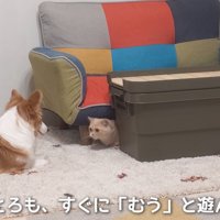 ソファーの下にいる猫