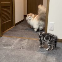 毛を逆立てる子猫と子猫を見つめるノルウェージャンフォレストキャット