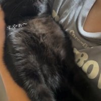 女の子に抱っこをされて脱力しながら眠る黒猫