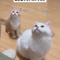見上げる2匹の猫