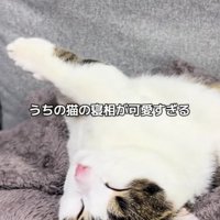 眠る猫