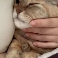 触られる猫