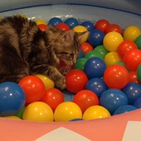 ボールプールの中で遊ぶ子猫