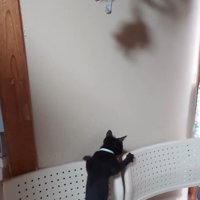 椅子の背もたれによじのぼる子猫