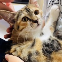 息子さんに抱っこされてママさんに撫でられる子猫