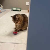 叩き中(少し遠くで)