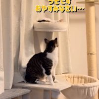 ベッドにいるしぐれちゃんを見つめるそぼろくん2