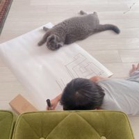 猫と子ども