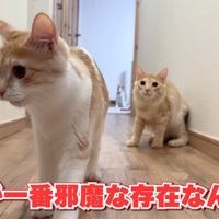 警戒した様子の2匹の猫