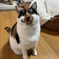 三毛猫のすみれちゃん