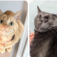 2匹の猫の写真