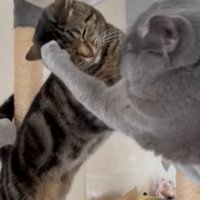 アメショに猫パンチするブリショ