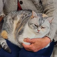 おばあちゃんと猫