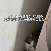 洗濯機の裏に隠れている猫