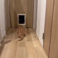 ボールを掴む猫