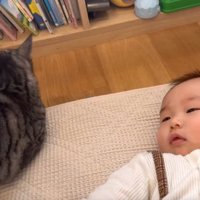 猫と赤ちゃん