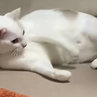 ポカンとした顔の猫