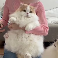 爪切り