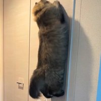 両前足を出して壁に飛びつく猫