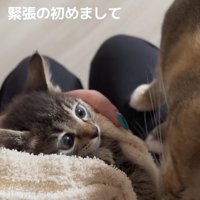 麦わら猫を見て目を見開いている子猫