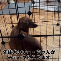 ケージをチェックする犬