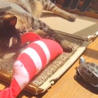 猫を見つめる亀