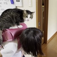 ランドセルの上にのるおでこちゃん