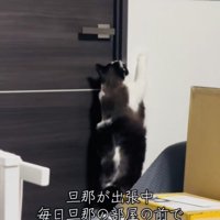旦那さんの部屋のドアノブに前足を伸ばす保護猫