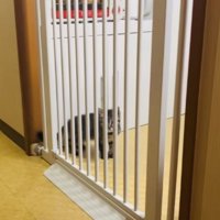 柵の隙間を通り抜けた子猫