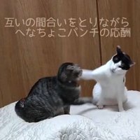 キジ猫の顔の横に前足を伸ばす白黒猫