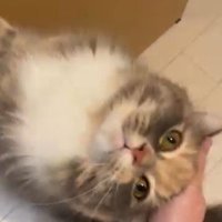 壁に掴まって立っている猫